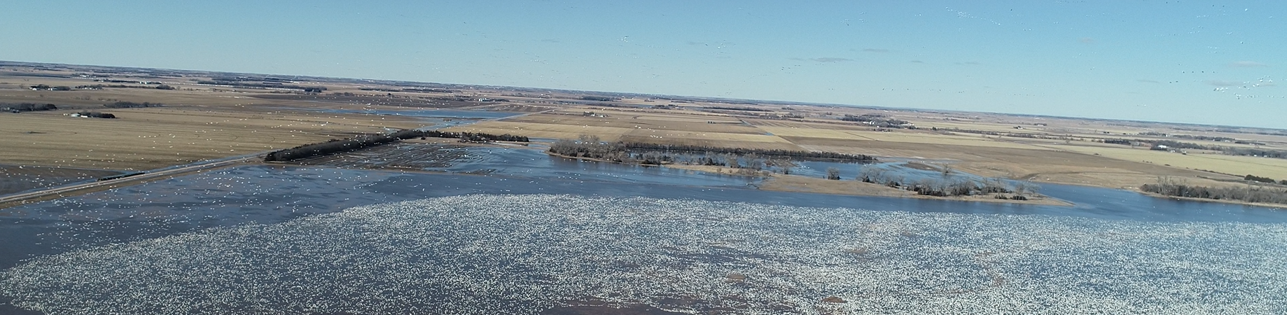 Aerial view of snow geese on a river
