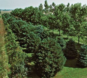 Rows of trees