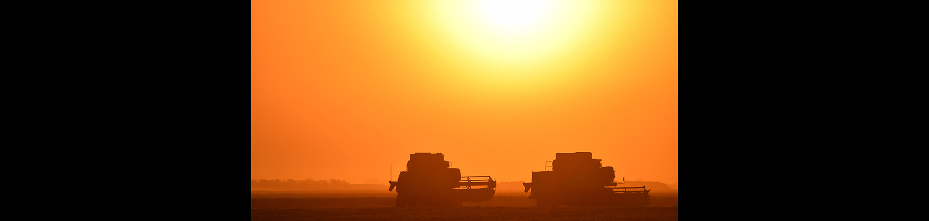 Harvesting near sunset