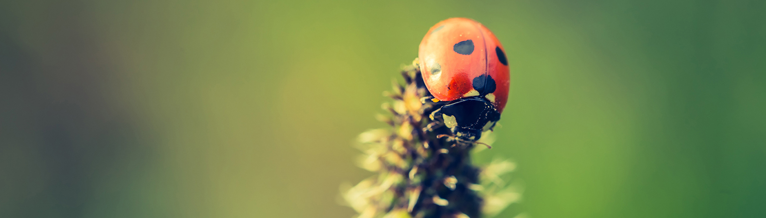 Ladybug sitting on a plant