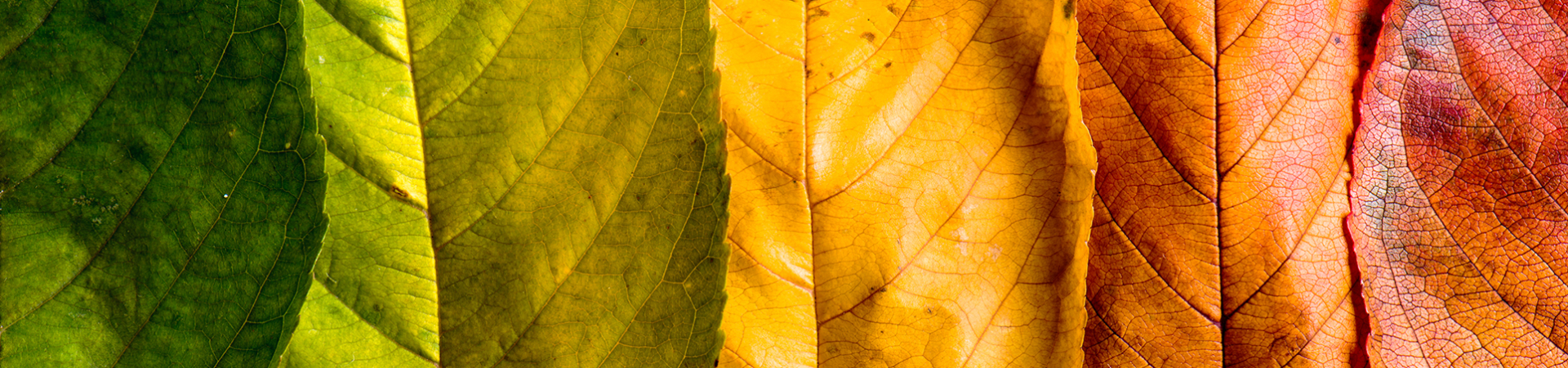 Autumn composition, colorful leaves in a row. Studio shot.