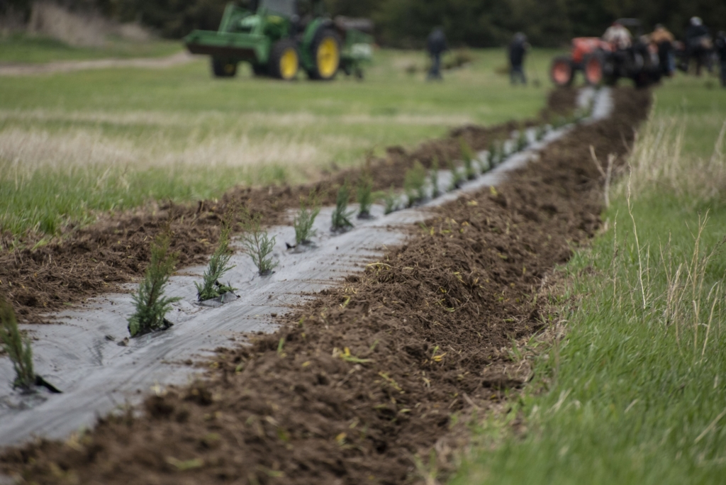 Row of newly planted trees with fabric weed barrier