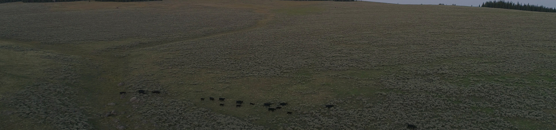 Catting grazing in a meadow