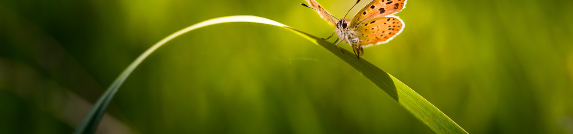 Beautiful butterfly sitting on grass leaf