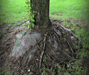 Tree trunk with girdling