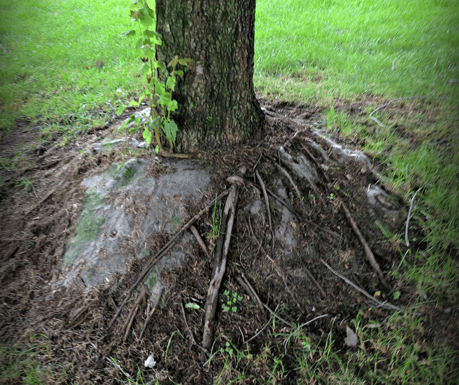 Widdled Tree CPNRD Trees & Shrubs | Wind Block Tree Seedlings | Weed Barriers Lines