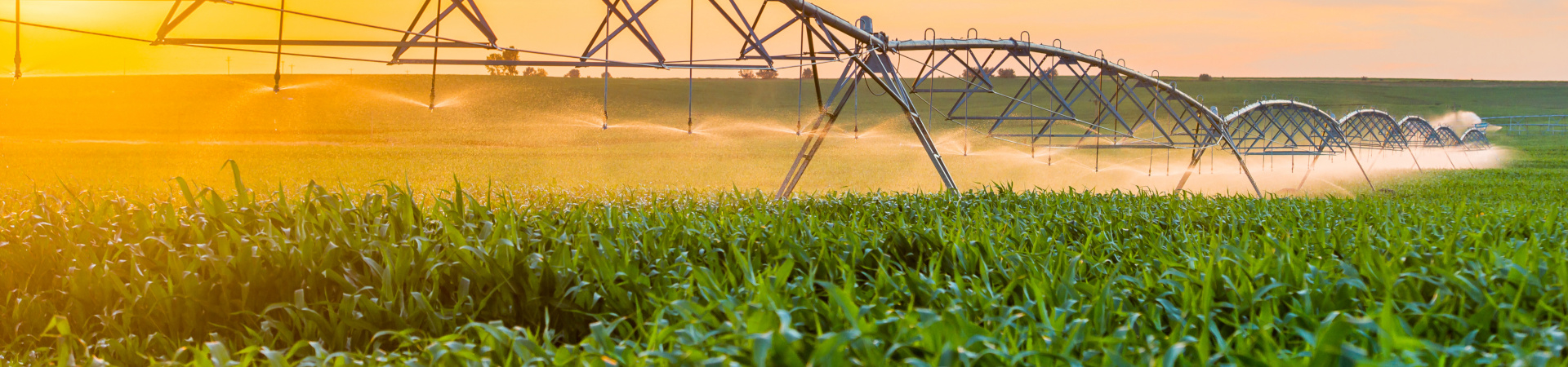 Center pivot irrigating a corn crop