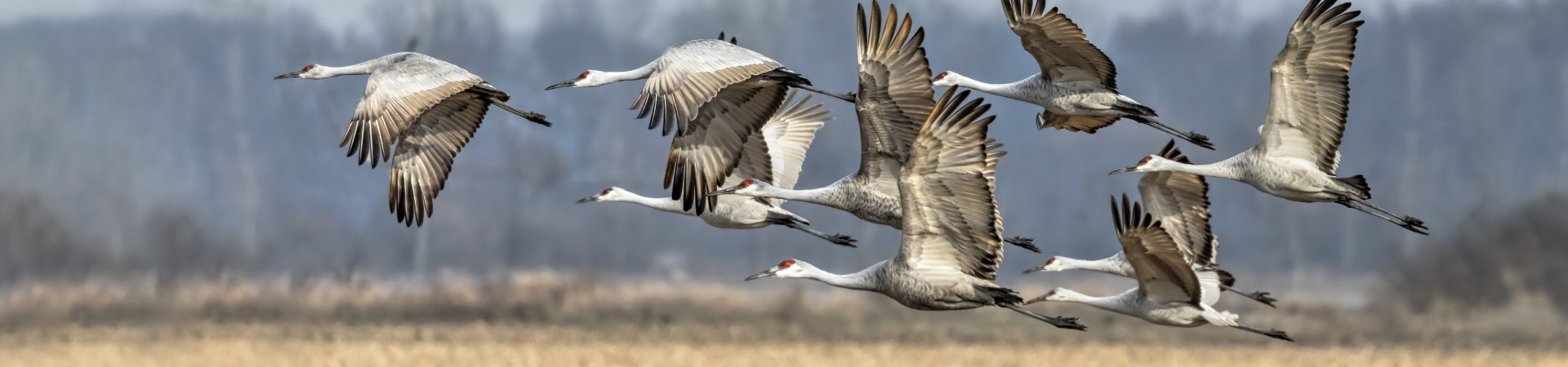 Sandhill cranes flying