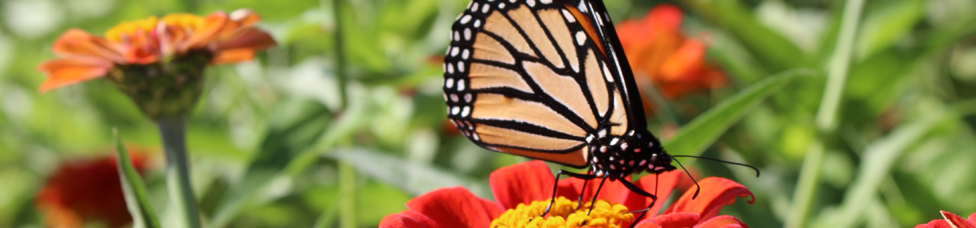 Monarch butterfly on flower