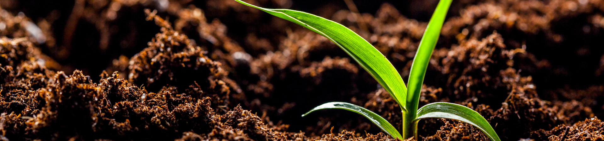 Corn crop sprouting from soil