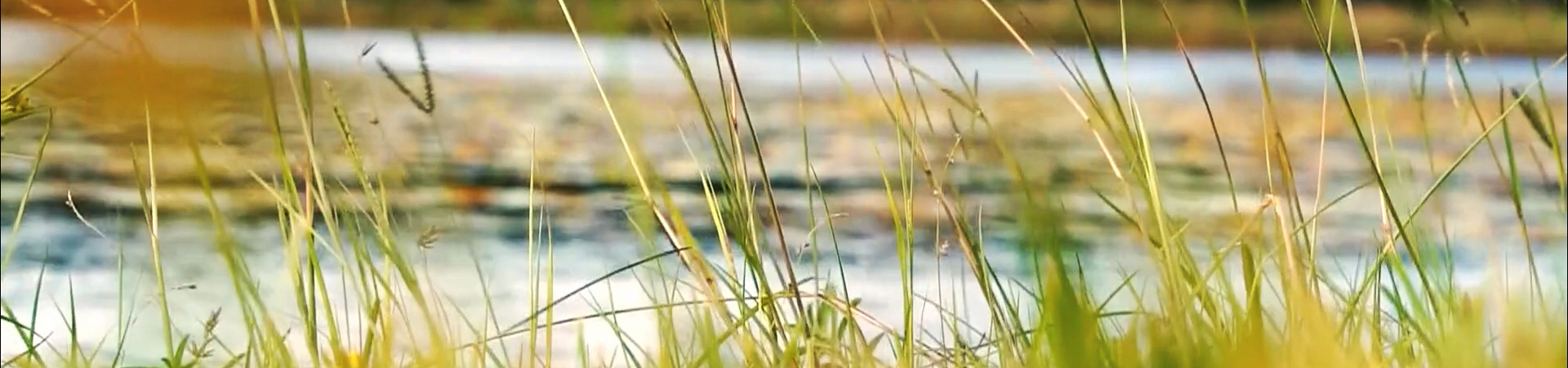 Close up of grass with river in background