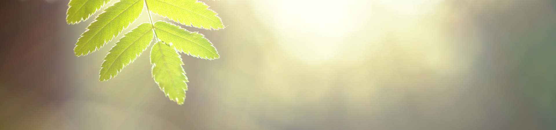 Close up of green tree leaves